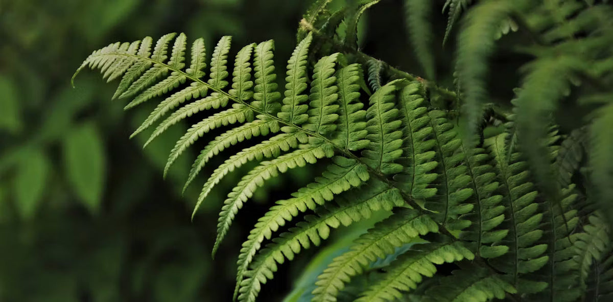 Ferns