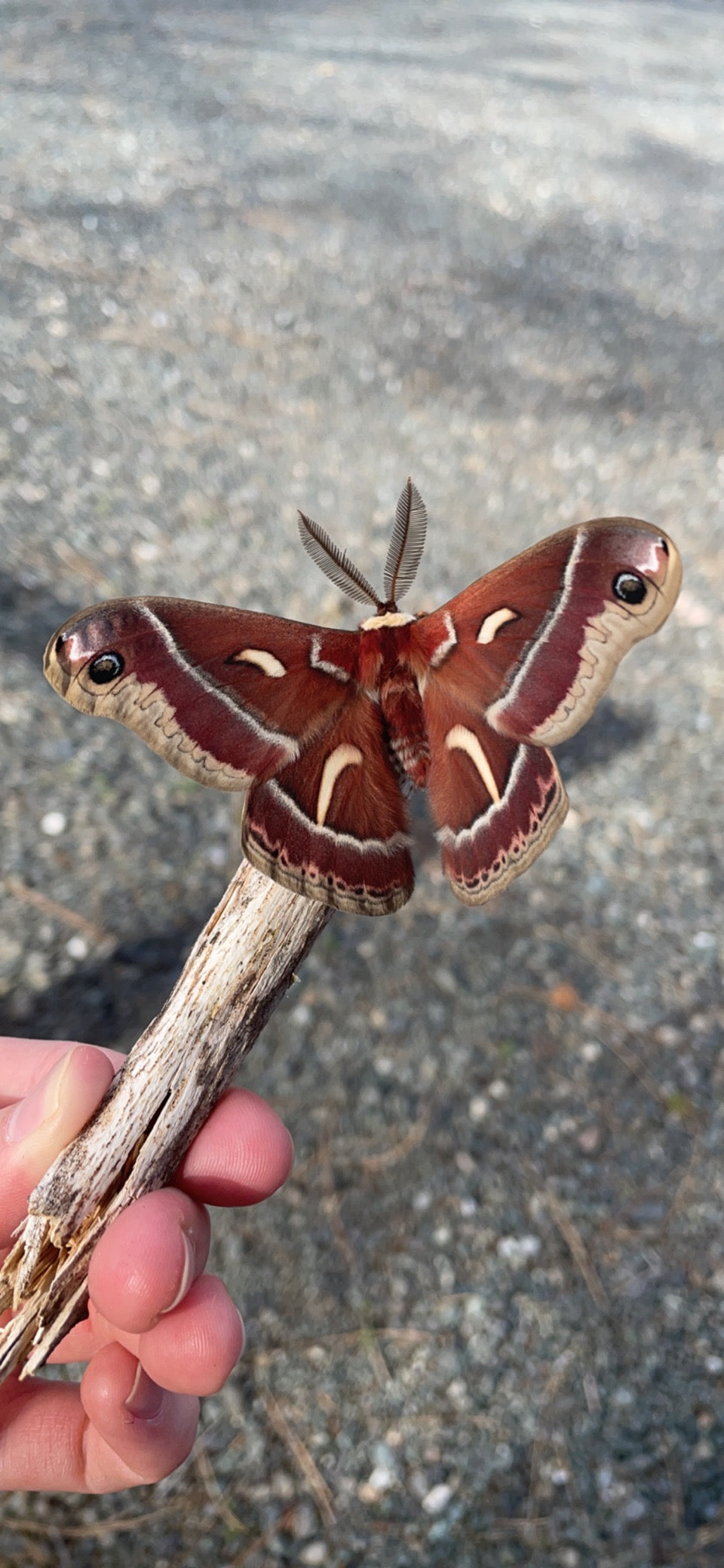 Moths