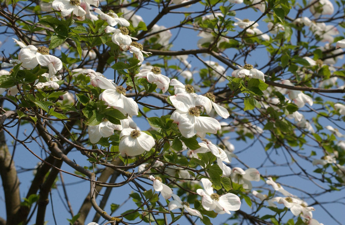 Trees & Shrubs