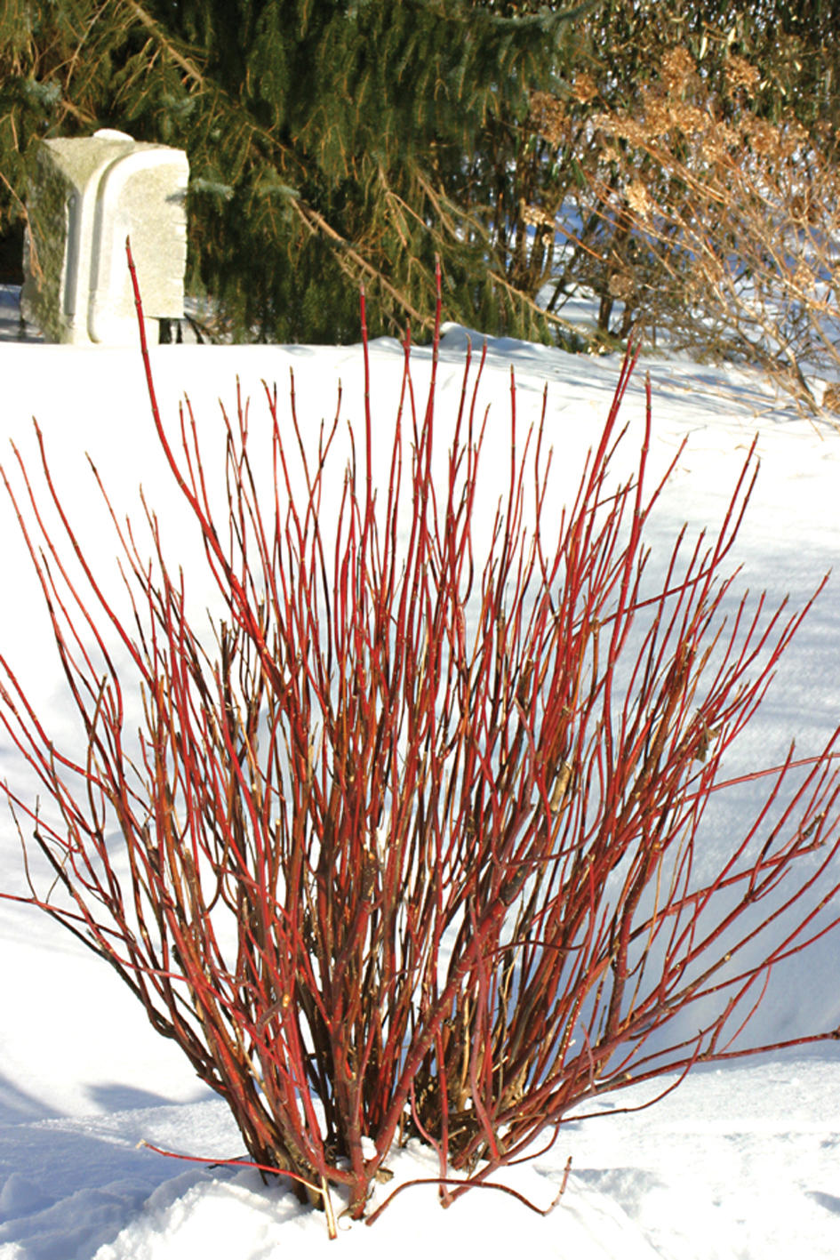 Shrubs