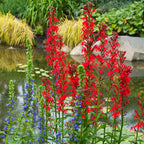 Cardinal Flower (Lobelia cardinalis)