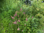 Hardhack aka Douglas Spirea (Spiraea douglasii)