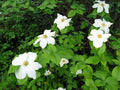 Pacific Dogwood (Cornus nuttallii)
