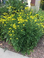 Golden Alexanders (Zizia aurea)