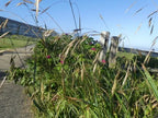 Alaska Brome (Bromus sitchensis)