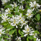 Saskatoon Serviceberry (Amelanchier alnifolia)