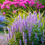Anise Hyssop (Agastache foeniculum)
