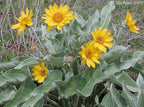 Arrowleaf Balsamroot (Balsamorhiza sagittata)