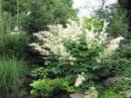 Goatsbeard (Aruncus dioicus)