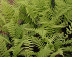 Lady Fern (Athyrium filix-femina)