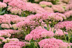 Sedum 'Autumn Joy' (Hylotelephium herbstfreude)