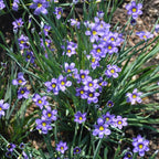 Northern Blue-eyed Grass (Sisyrinchium septentrionale)
