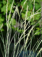 Bluebunch Wheatgrass (Pseudoroegneria spicata)