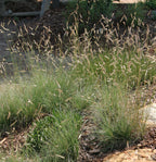 Blue Grama (Bouteloua gracilis)