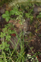 Alaska Brome (Bromus sitchensis)