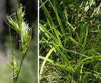 Dewey's Sedge (Carex deweyana)