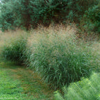 Switchgrass (Panicum virgatum)