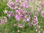 Nodding Onion (Allium cernuum)