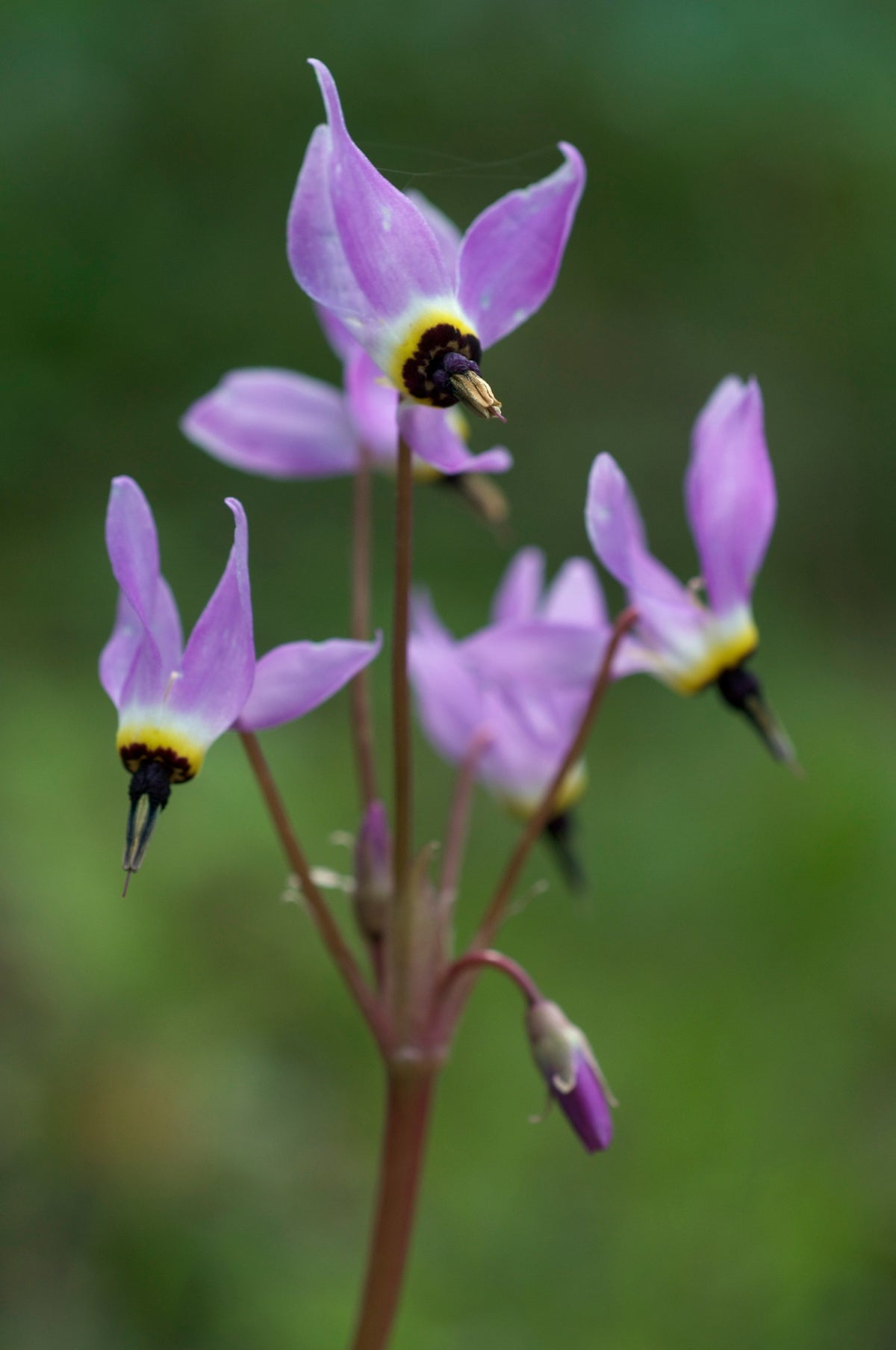 Shooting Star (Dodecatheon hendersonii)