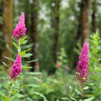 Hardhack aka Douglas Spirea (Spiraea douglasii)