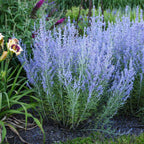 Russian Sage (Perovskia atriplicifolia / Salvia yangii)