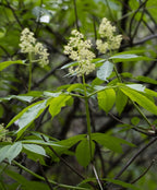 Red Elderberry (Sambucus racemosa var. arborescens)