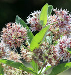 Showy Milkweed (Asclepias speciosa)