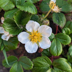 Coastal Strawberry (Fragaria chiloensis)