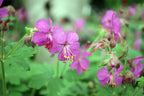 Bigroot Geranium (Geranium macrorrhizum)