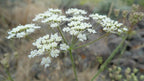 Gairdner's Yampah (Perideridia gairdneri)
