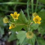 Large-leaved avens (Geum macrophyllum)