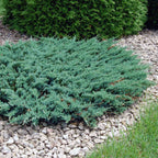 Creeping Juniper (Juniperus horizontalis)