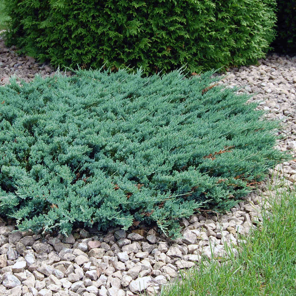Creeping Juniper (Juniperus horizontalis)