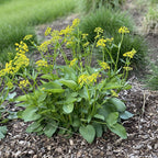 Heart-Leaved Meadow-Parsnip (Zizia aptera)