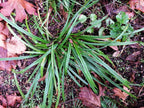 Henderson's Sedge (Carex hendersonii)