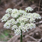 Cow Parsnip (Heracleum maximum)
