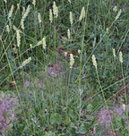 Green-flowered/Meadow Alumroot (Heuchera chlorantha)
