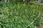 Roundleaf Alumroot (Heuchera cylindrica)