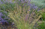 Idaho fescue (Festuca idahoensis)