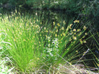 Soft Rush (Juncus effusus)