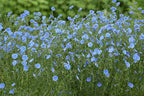 Lewis Flax (Linum lewisii)