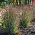 Little Bluestem (Schizachyrium scoparium)