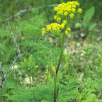 Fernleaf Biscuitroot (Lomatium dissectum)
