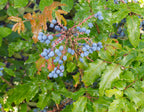 Creeping Oregon Grape (Mahonia repens)