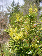 Tall Oregon Grape (Berberis aquifolium)