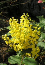 Creeping Oregon Grape (Mahonia repens)