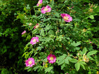 Nootka Rose (Rosa nutkana)