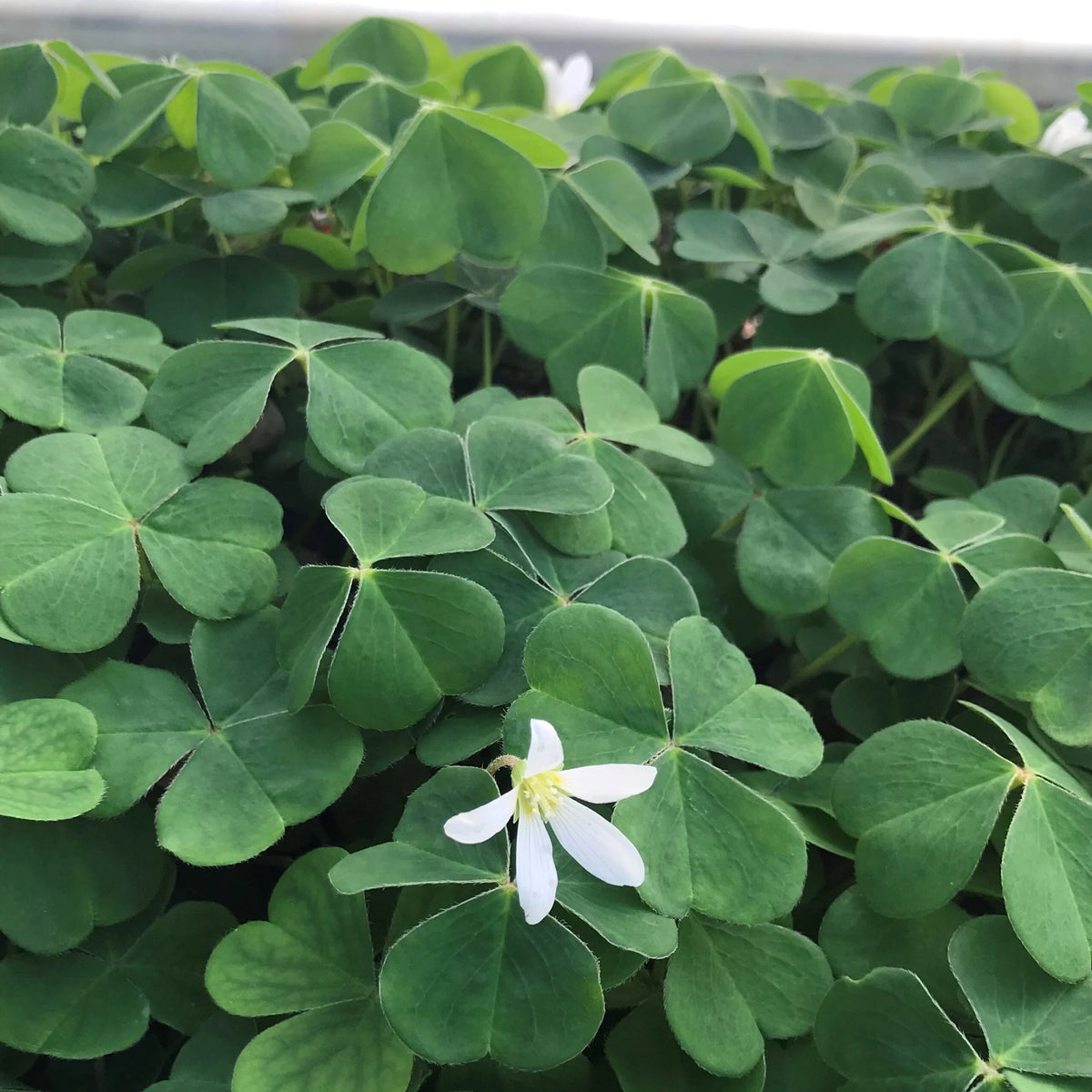 Redwood Sorrel (Oxalis oregana)