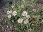 Pacific Aster (Symphyotrichum chilense)