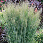 Switchgrass (Panicum virgatum)